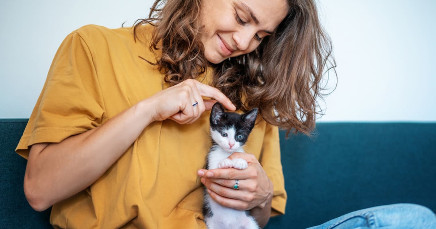 10 Signs a Kitten Is Settling In