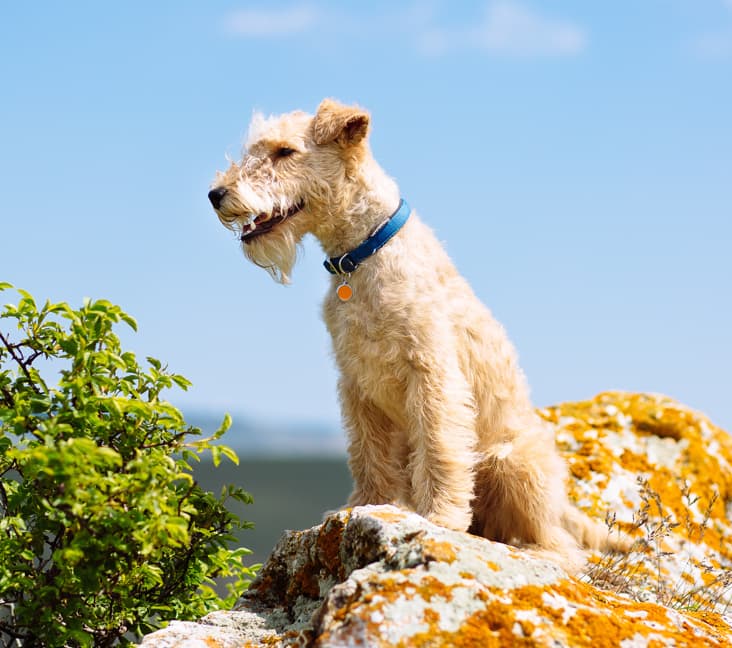 A purebred Lakeland Terrier dog sitting on a rock.