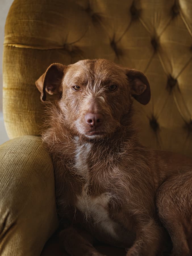 Your Grumpy Dog Is Very Smart—Science Says So
