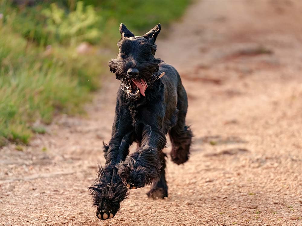 Schnauzer