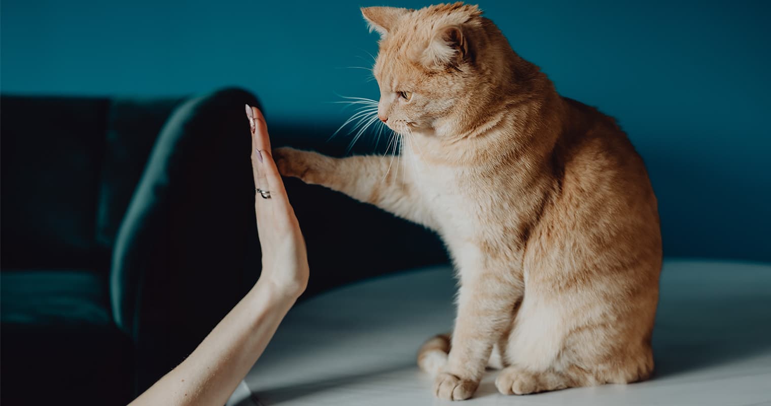 Can You Train a Cat? Yes — Here’s How