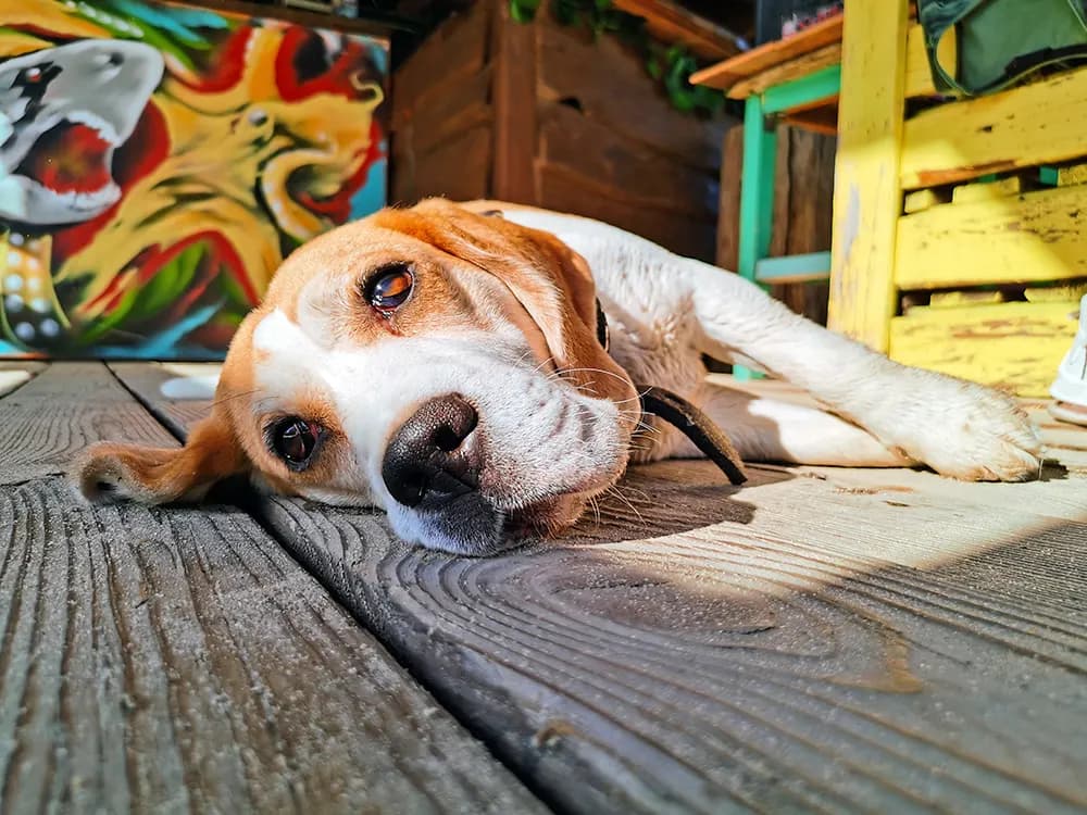 A hot beagle dog lying on a deck with mural behind him