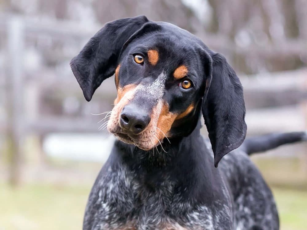 bluetick-coonhound