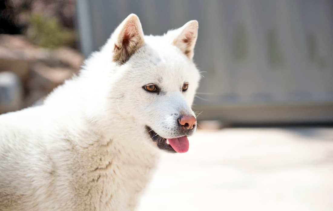 white jindo dog
