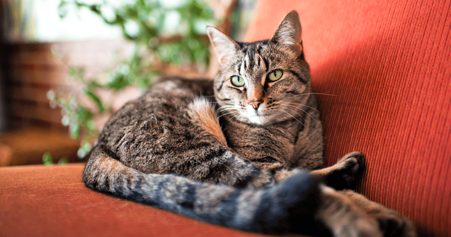 How Old Can Cats Live?