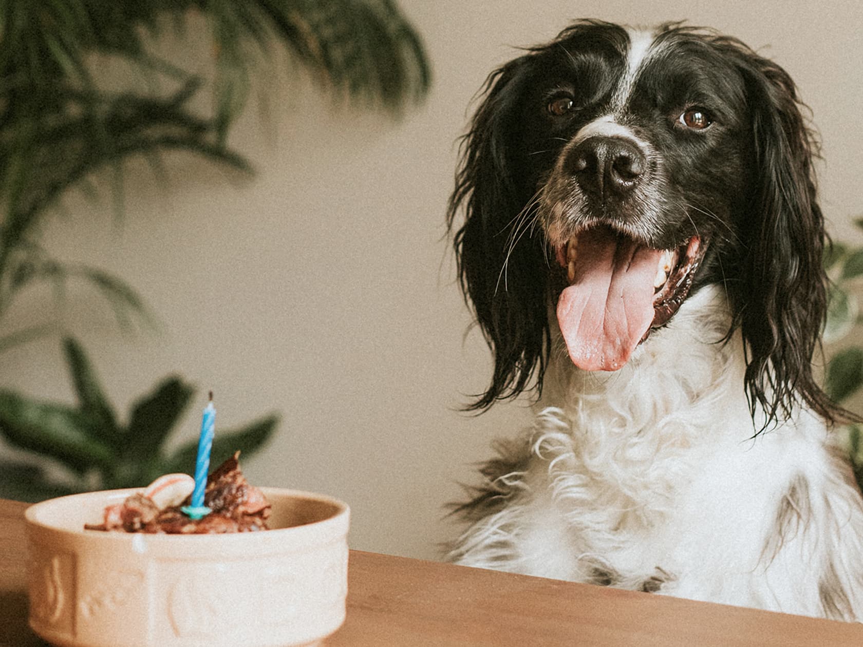 How to Celebrate Your Dog’s Gotcha Day