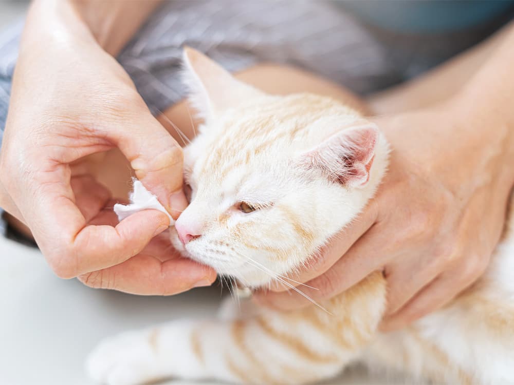 Close up Cat teeth being cleaned