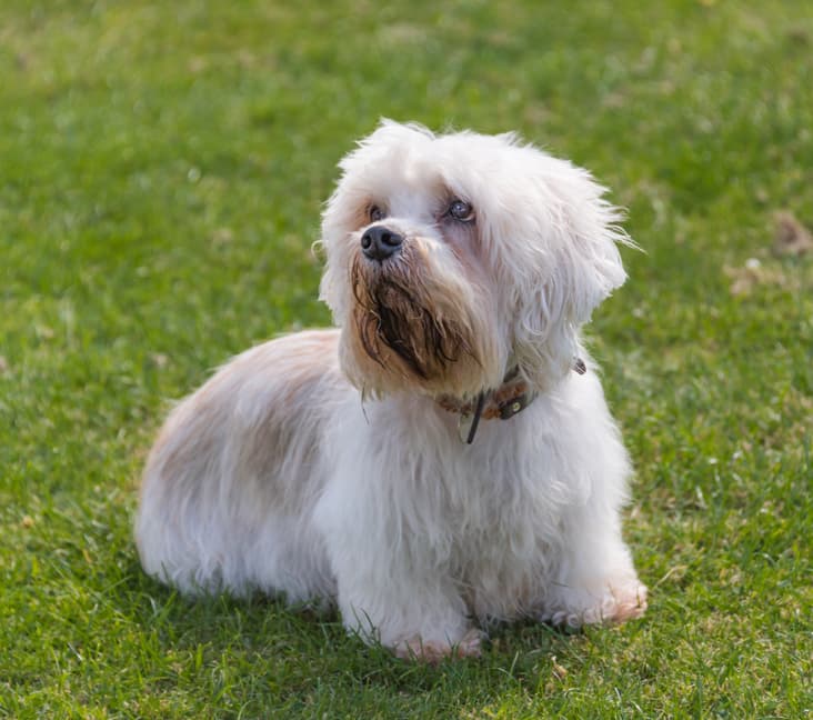 A purebred Dandie Dinmont Terrier dog sitting on the grass.