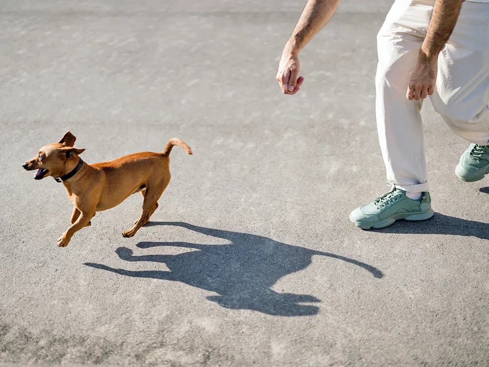 dog escaping from person