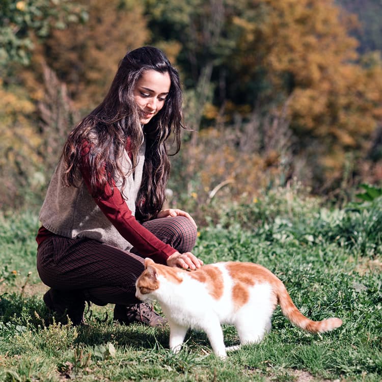 What to Do With a Stray Cat: How to Earn Their Trust