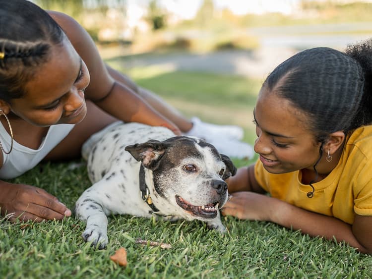 Therapy Dogs Can Help You With Your ADHD