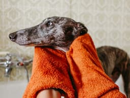 Lather, Rinse, Repeat: The Ultimate Dog Grooming Guide