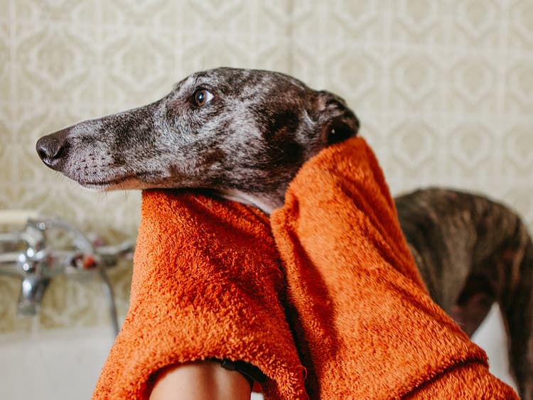 Lather, Rinse, Repeat: The Ultimate Dog Grooming Guide