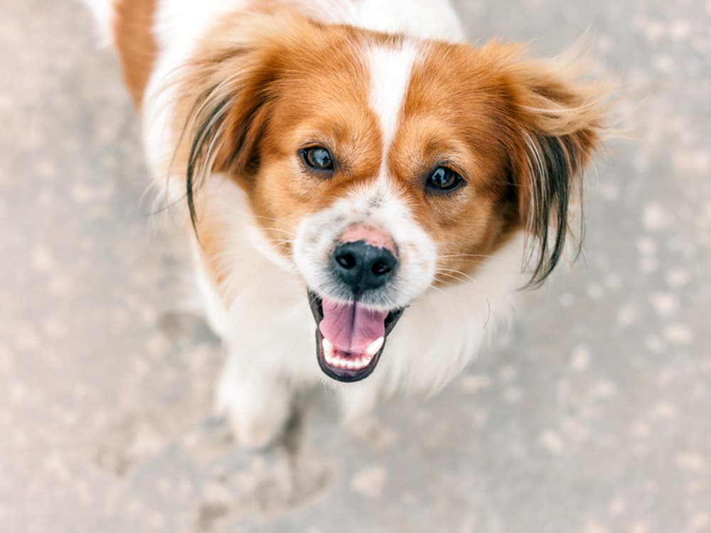 Shih Tzu Corgi mix