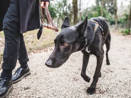 How to Help an Anxious Dog Conquer Their Fears