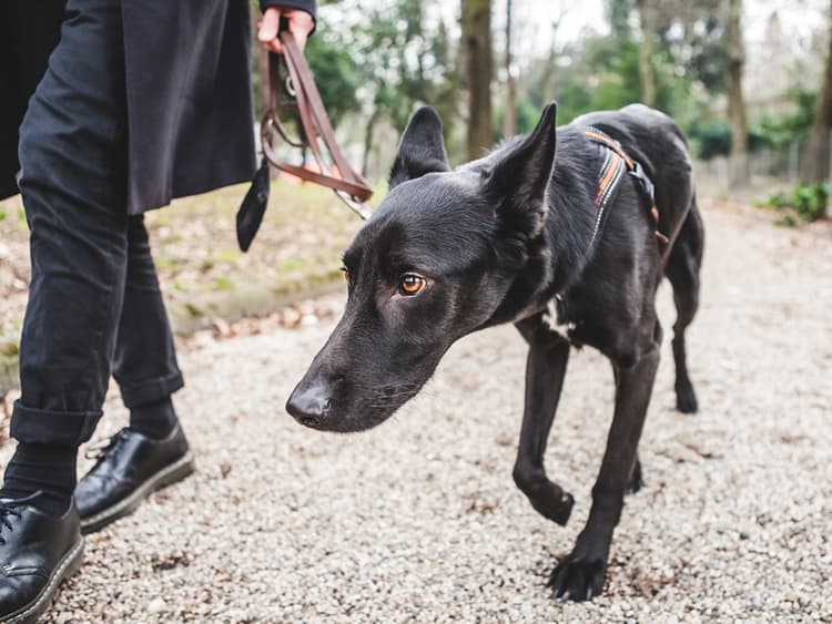 How to Help an Anxious Dog Conquer Their Fears