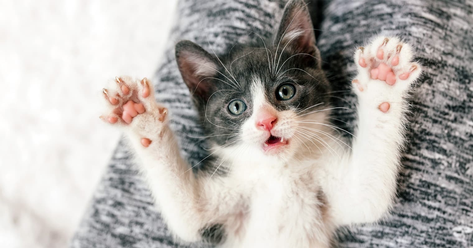 Do Vets Still Declaw Cats?