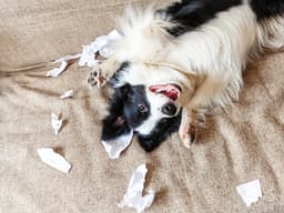 New Puppy Driving You Nuts? Here’s How to Deal