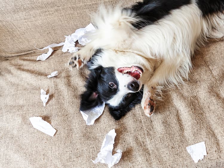 New Puppy Driving You Nuts? Here’s How to Deal