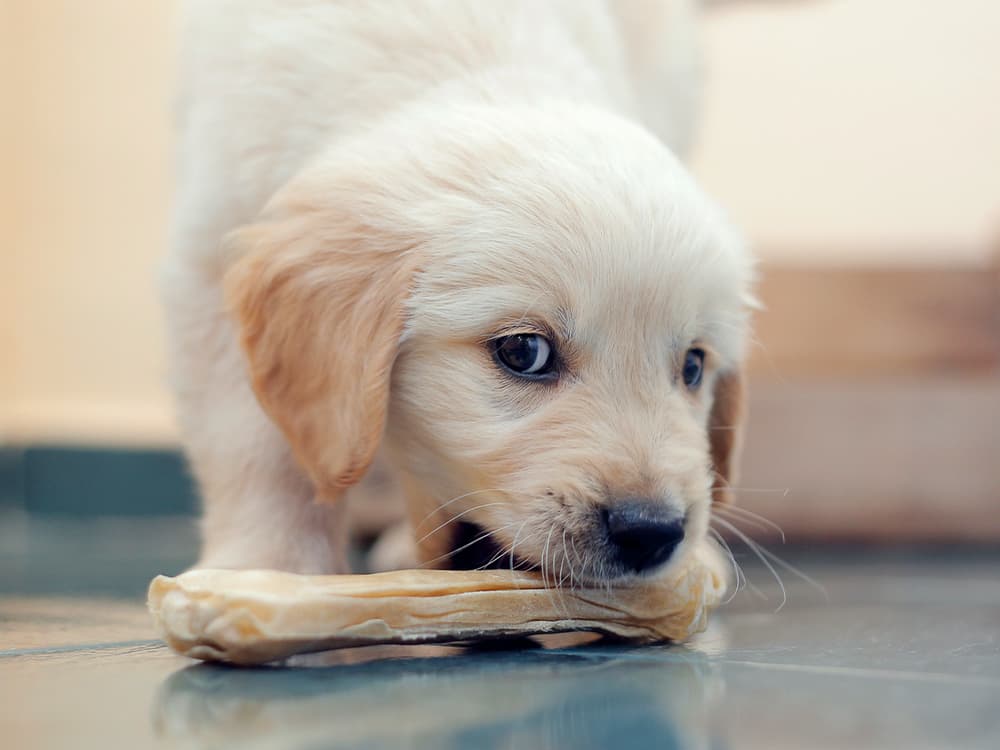golden retriever chewing a bone
