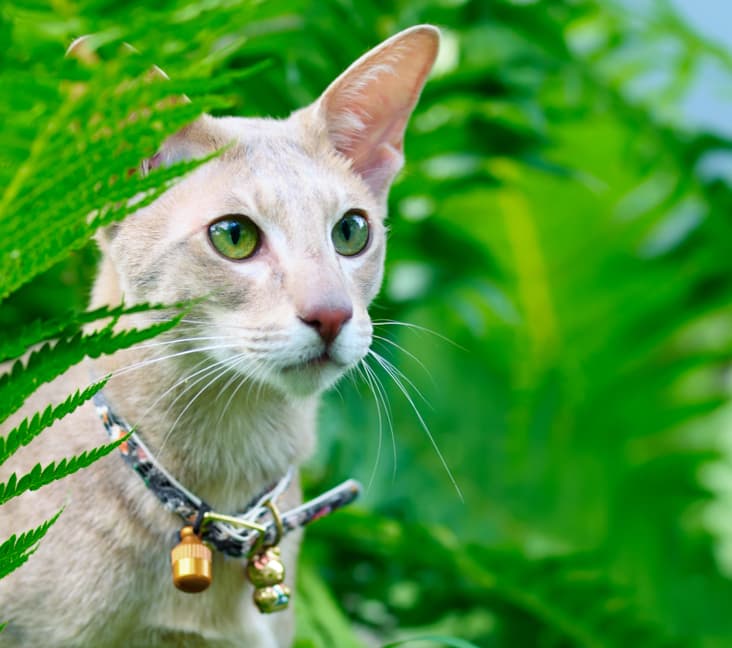 An Oriental Cat hiding in some greenery.