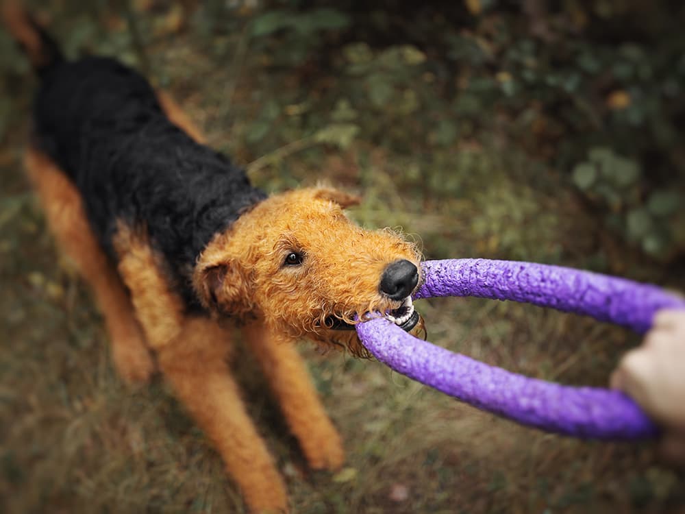 Airedale Terrier playing tug-of-war