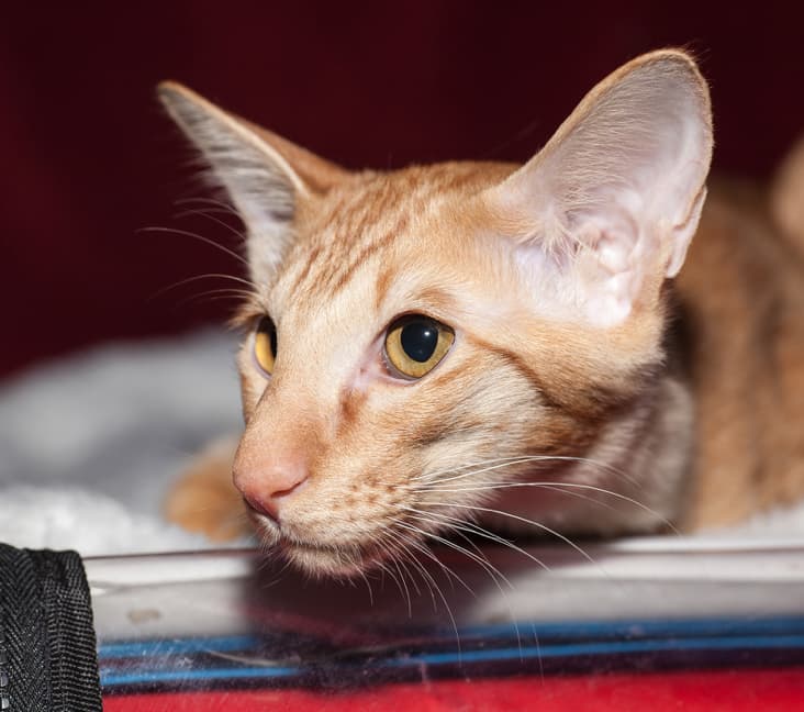 A Javanese cat lying down inside.