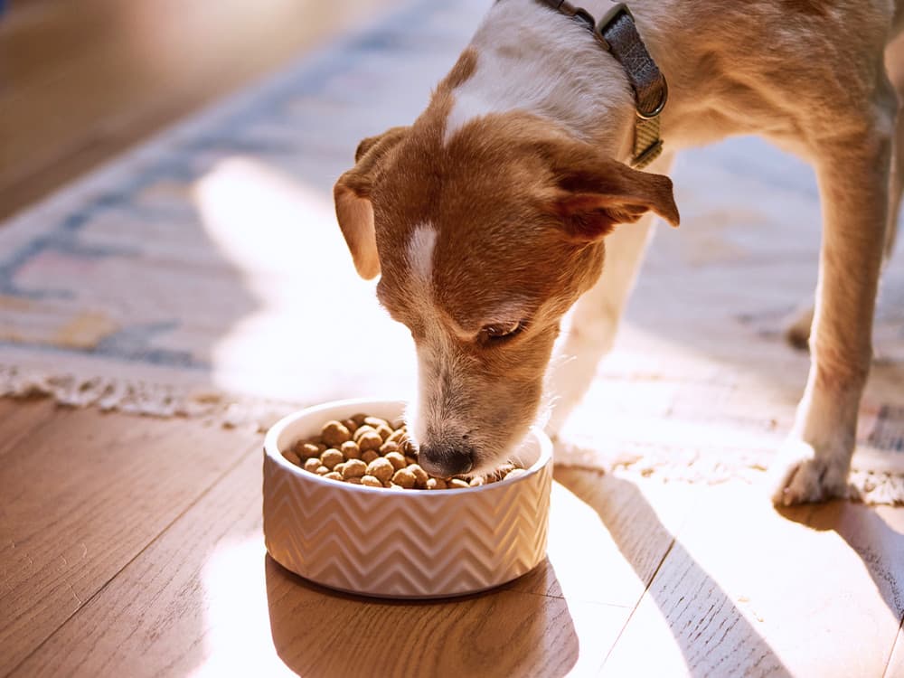 Small dog eats food placed in a ceramic bowl on the floor