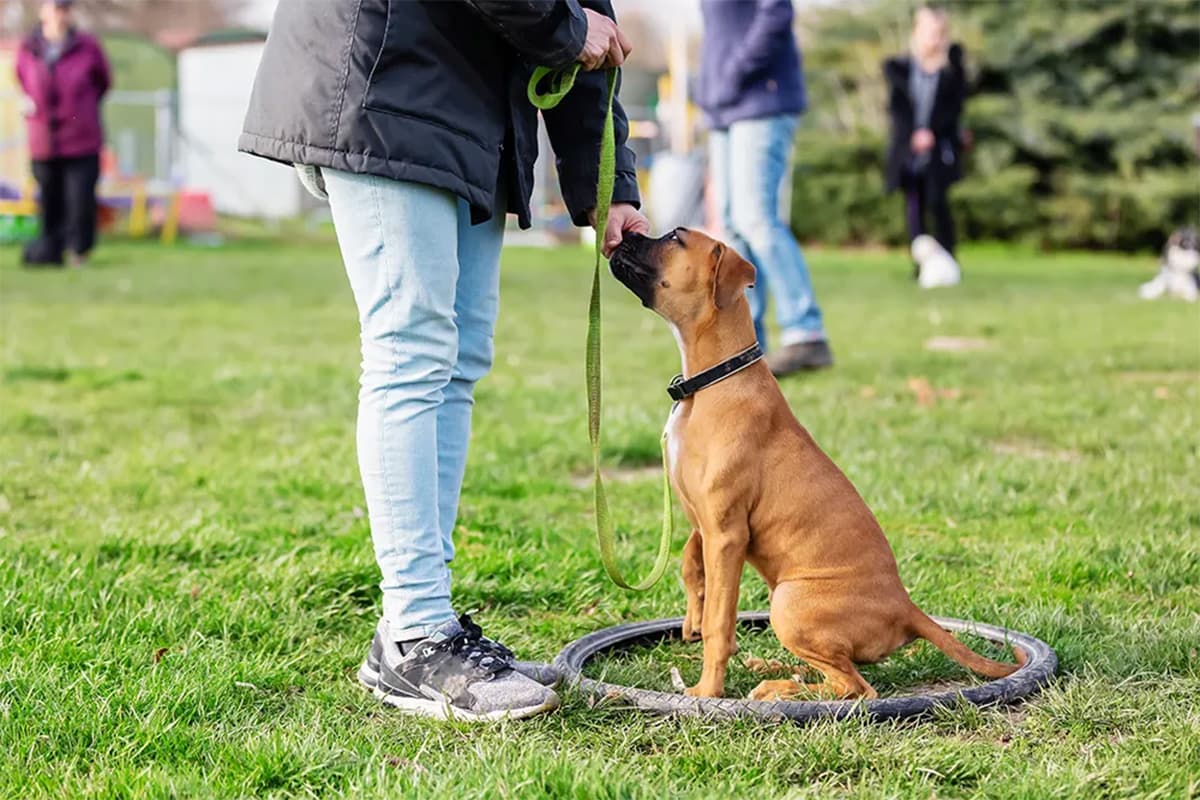 dog getting treat during a training session outside