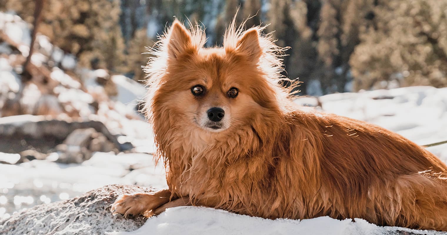12 Dogs Who Look Like Foxes
