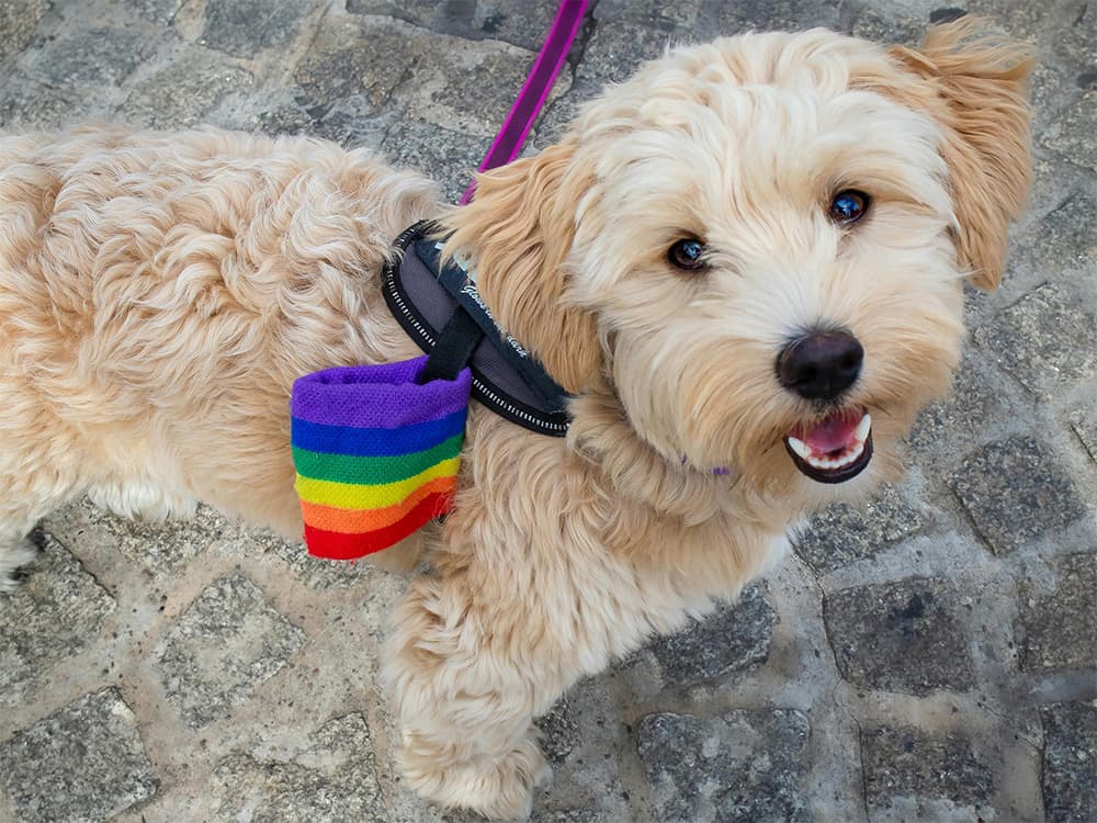 malipoo dog on leash
