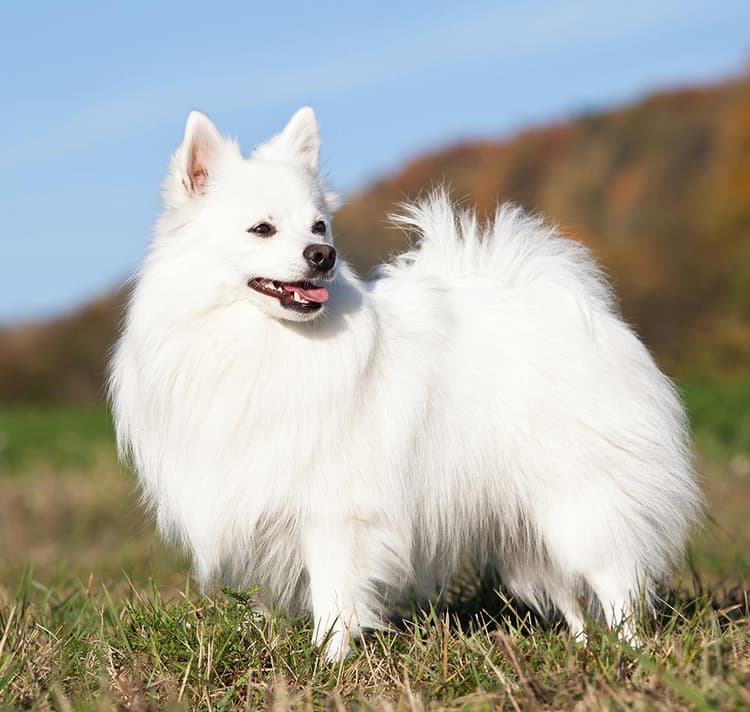 White mittle German Spitz