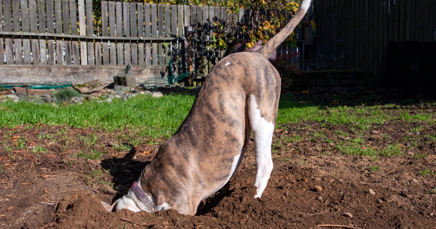 Will Vinegar Stop My Dog from Digging?