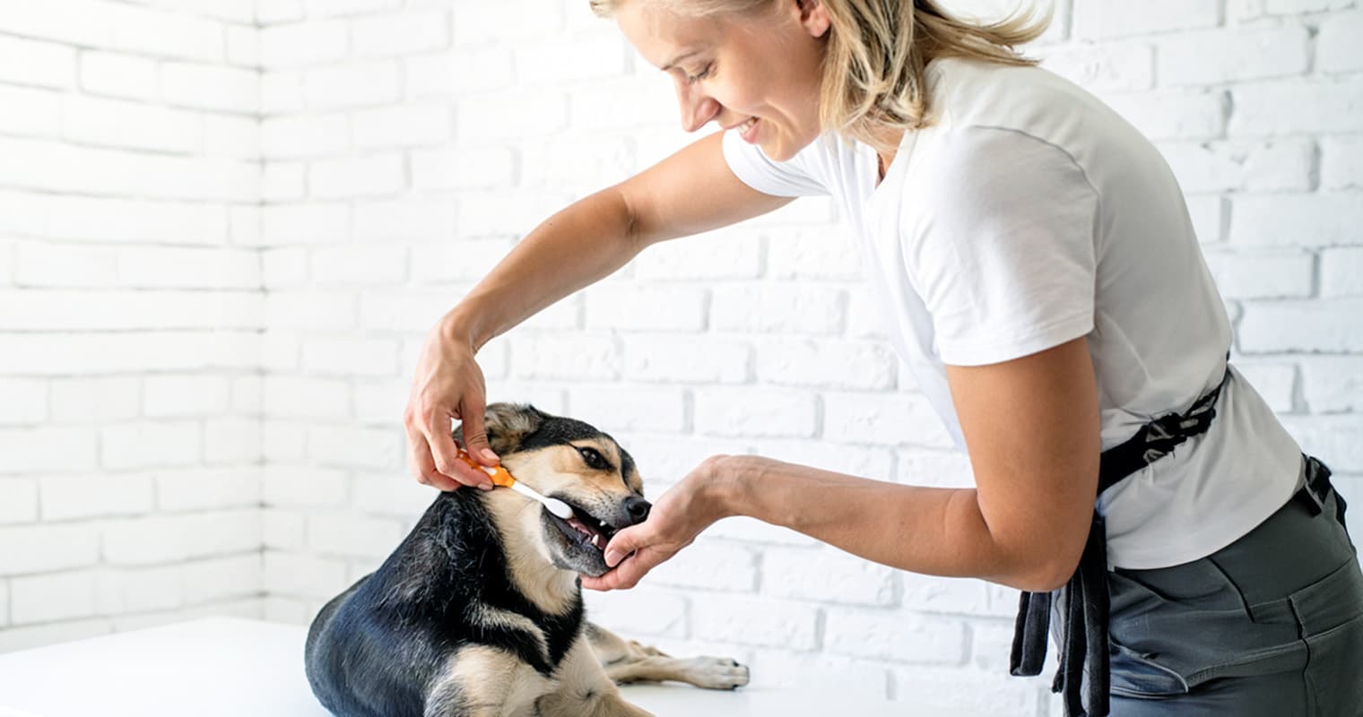 Dog Hygiene 101: What Every New Pet Parent Should Know