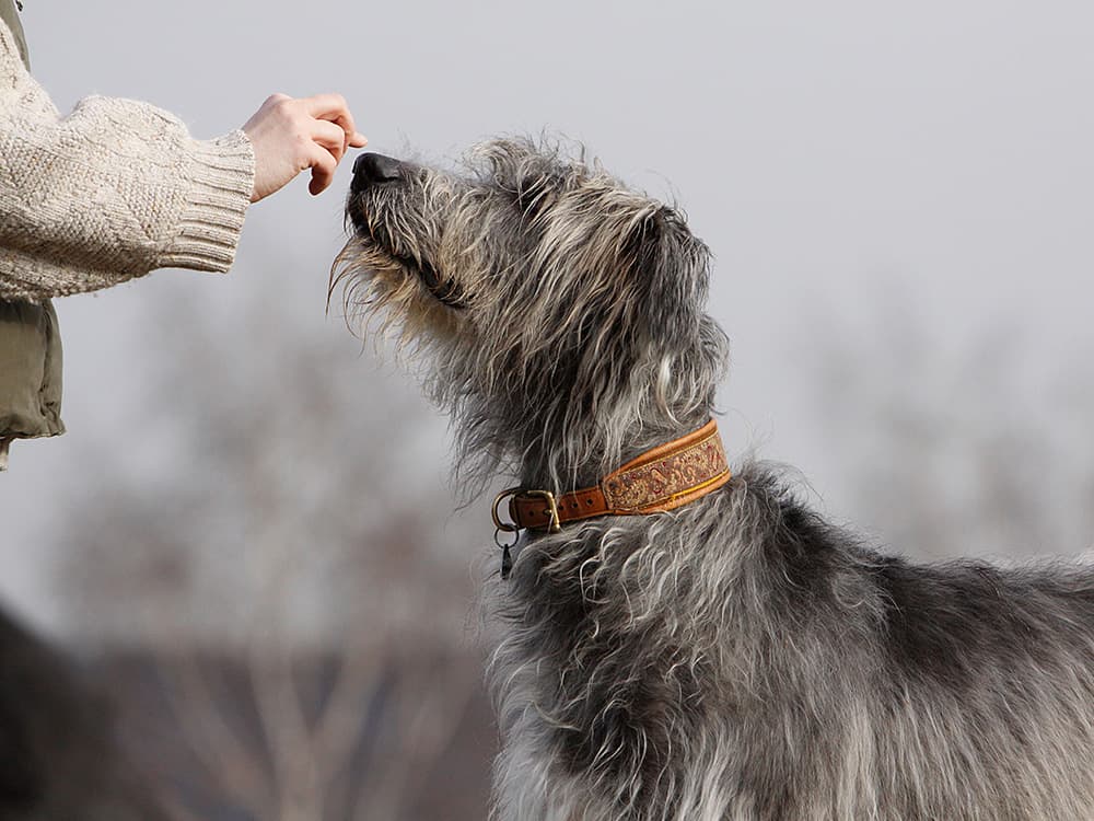 Irish Wolfhound