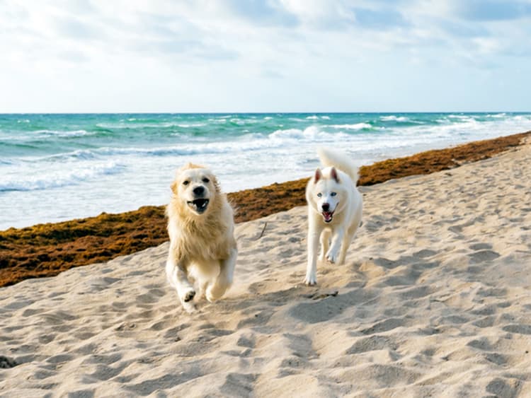 17 Best Dog-Friendly Beaches in Florida for Your Pup to Frolic