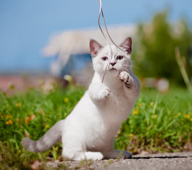 A Munchkin cat plays with a toy outside.