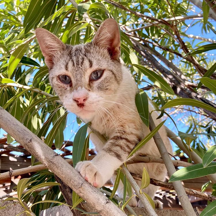 Meet This Colony of Accidentally Insta-Famous Cats