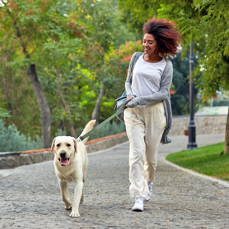 Does Your Dog Need an Exercise Routine?
