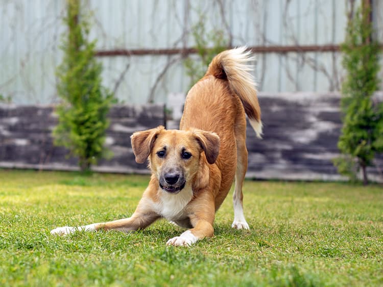 10 Ways to Keep Your Dog Happy in the Yard When a Walk Is Off the Table