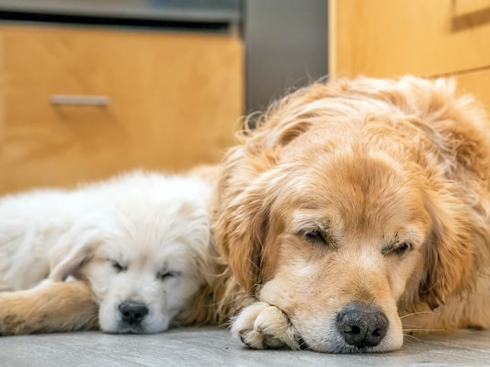 ‘My Puppy Alerted Me to My Other Dog’s Cancer.’ Is This Really a Thing?