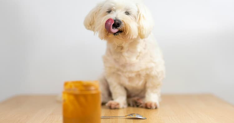 5 Peanut Butter Options Your Pup Will Obsess Over
