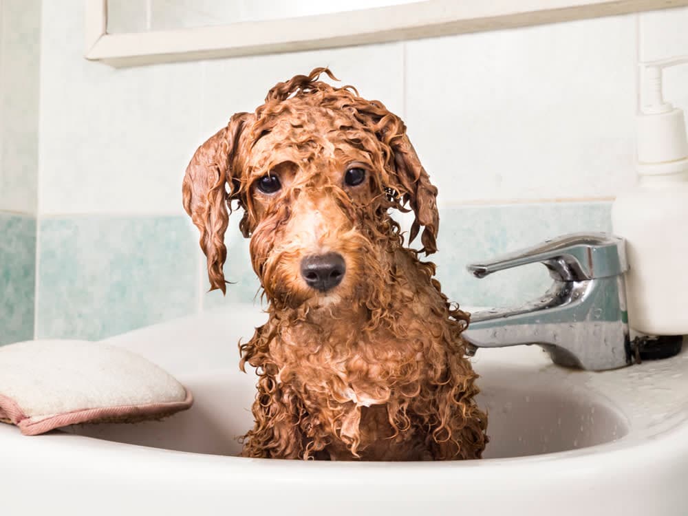 Does Baking Soda Kill Fleas?