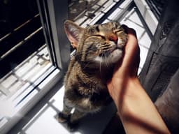 How to Pet a Cat (Without a Scratch)