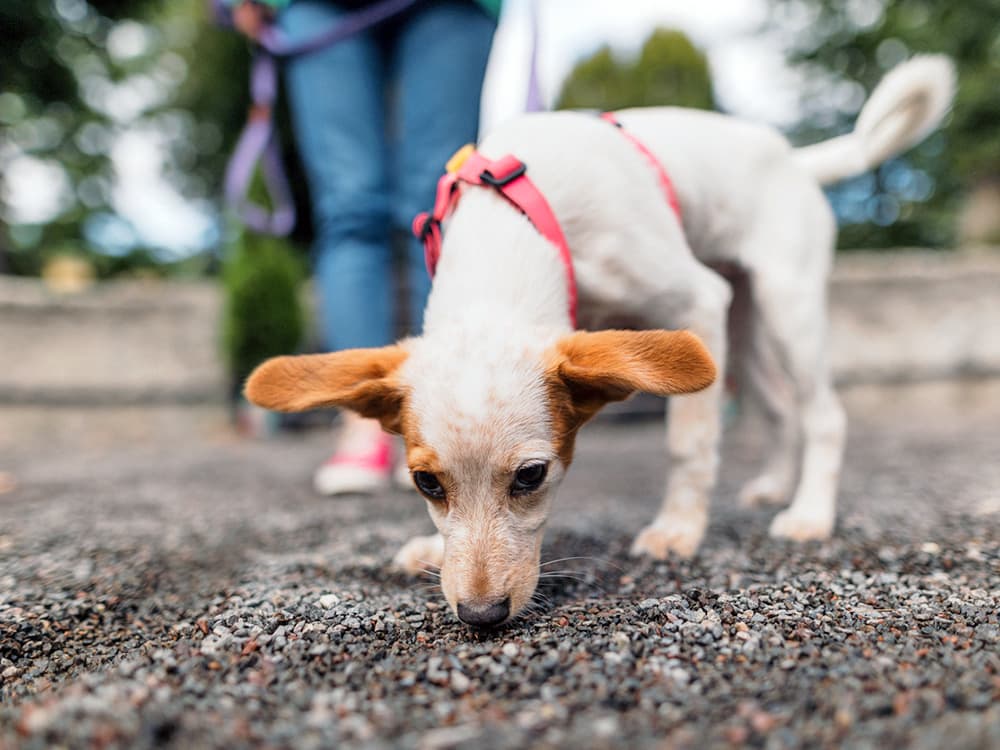 The Way Your Dog Perceives the World Impacts Their Behavior—the Theory of “Umwelt”