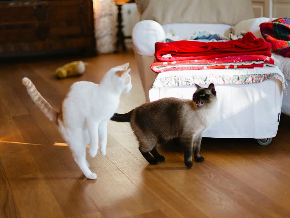 cat aggression between cats