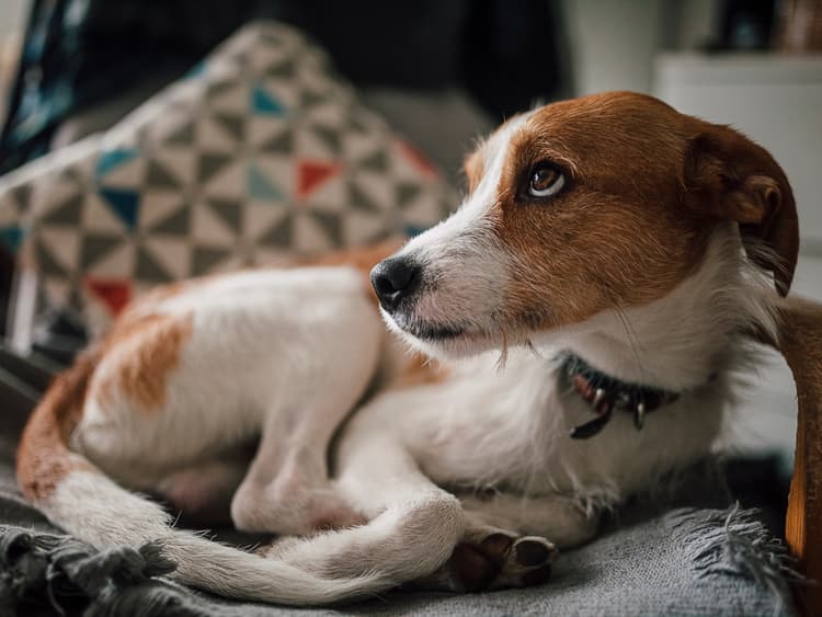 Paraphimosis in Dogs: Causes, Symptoms, and Treatment