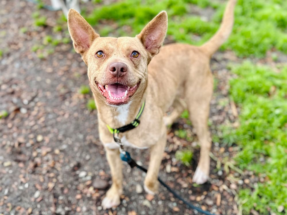 pit bull mix breed