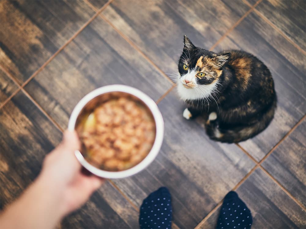 Cat on prescription diet
