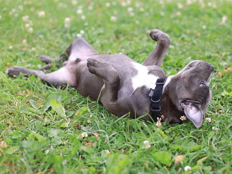 7 Weird Dog Behaviors Explained